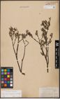 Foto von Salix aurita L. x Salix lapponum L. x Salix myrtilloides L.